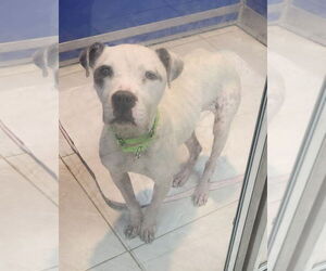 American Pit Bull Terrier Dogs for adoption in Walnutport, PA, USA