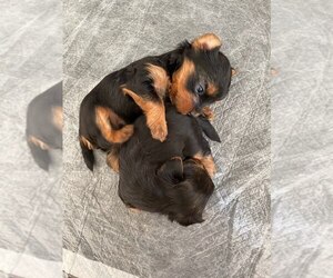Yorkshire Terrier Puppy for sale in ELK GROVE VILLAGE, IL, USA