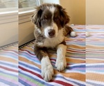 Small Photo #3 Australian Shepherd Puppy For Sale in COLORADO SPRINGS, CO, USA