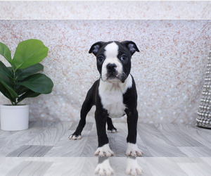 Boston Terrier Puppy for sale in MARIETTA, GA, USA