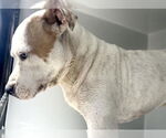 Small #1 American Staffordshire Terrier-Labrador Retriever Mix
