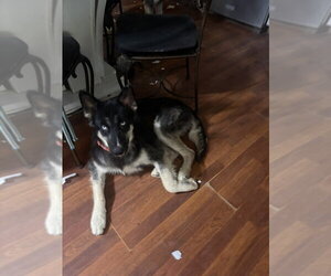 Jewel - Female Gerberian Shepsky Dog for Adoption - Photo #5