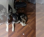 Small #4 Gerberian Shepsky