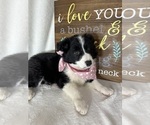 Small #2 Australian Shepherd