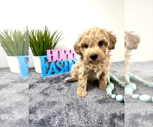 Maltipoo Puppy for sale in INDIANAPOLIS, IN, USA
