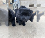 Small #11 Chow Chow