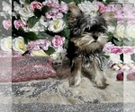 Small Photo #1 Yorkshire Terrier Puppy For Sale in HAYWARD, CA, USA