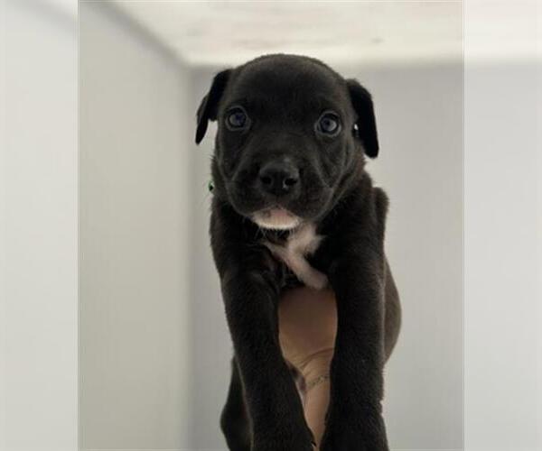 Medium Photo #1 German Shepherd Dog-Unknown Mix Puppy For Sale in Redlands, CA, USA