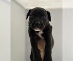 Small German Shepherd Dog Mix