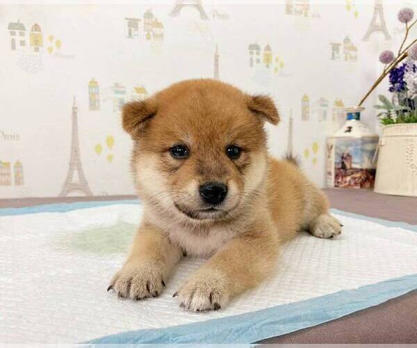 Medium Photo #2 Shiba Inu Puppy For Sale in DETROIT, MI, USA