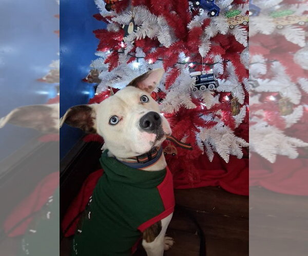 Medium Photo #6 American Pit Bull Terrier-Unknown Mix Puppy For Sale in Germantown, OH, USA