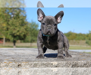 French Bulldog Puppy for sale in ERIAL, NJ, USA