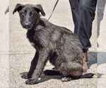 Small #2 German Shepherd Dog-Huskies  Mix