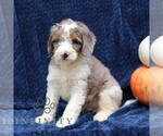 Small #2 Bernedoodle (Miniature)