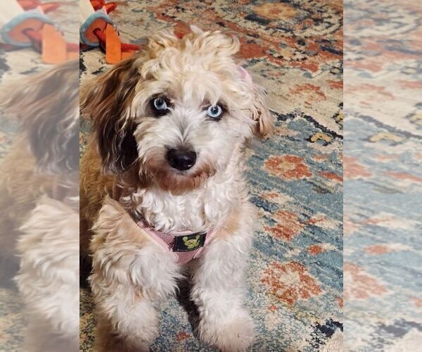 Medium Photo #4 Aussiedoodle Miniature  Puppy For Sale in WATERLOO, SC, USA