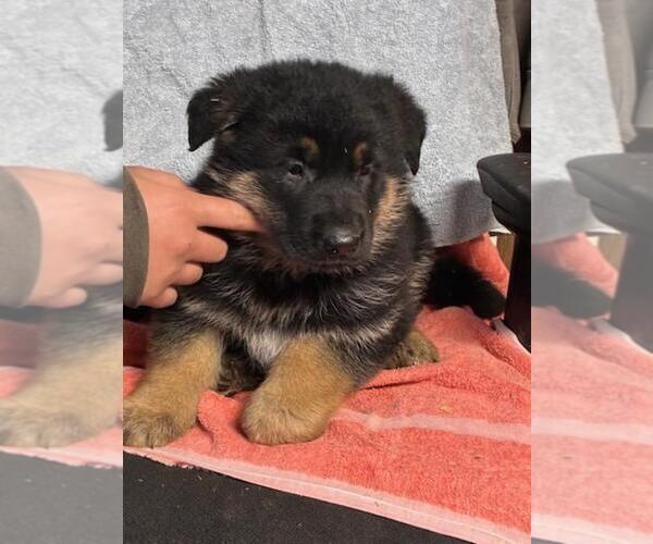 Medium Photo #6 German Shepherd Dog Puppy For Sale in GREENWOOD, WI, USA