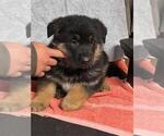 Small #5 German Shepherd Dog