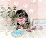 Small #1 Bernedoodle (Miniature)