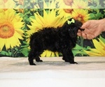 Melina - Female Poodle (Toy) Puppy for Sale - Photo #28