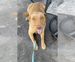 Small #9 Mutt