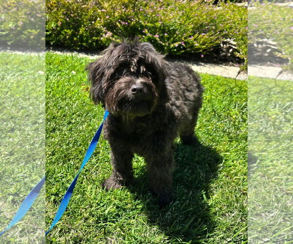 Medium Photo #2 ShiChi Puppy For Sale in Modesto, CA, USA