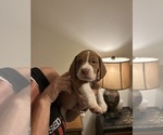 Small #1 Beabull-Beagle Mix