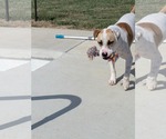 Small Photo #16 Pointer-Staffordshire Bull Terrier Mix Puppy For Sale in Oakhurst, NJ, USA