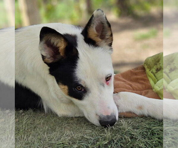 Medium Photo #1 Border Collie-Unknown Mix Puppy For Sale in Canton, CT, USA