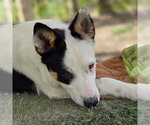 Small Border Collie Mix