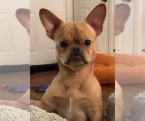 Chihuahua-Unknown Mix Dogs for adoption in Decatur, GA, USA