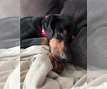 Small Doberman Pinscher Mix