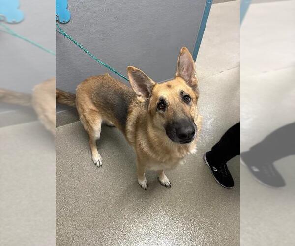 Medium Photo #1 German Shepherd Dog-Unknown Mix Puppy For Sale in Las Vegas, NV, USA