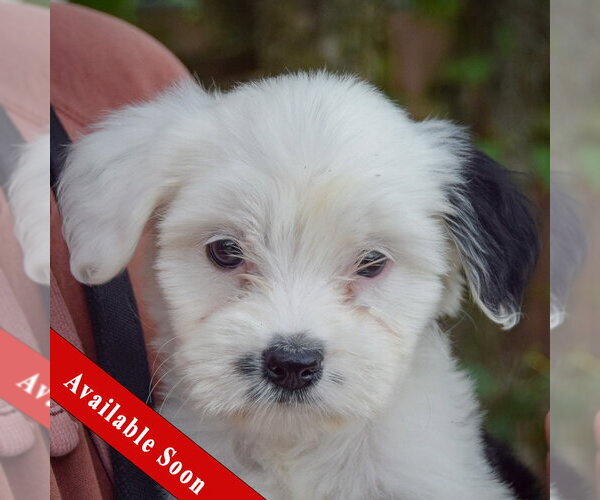 Medium Photo #1 Mutt Puppy For Sale in Huntley, IL, USA
