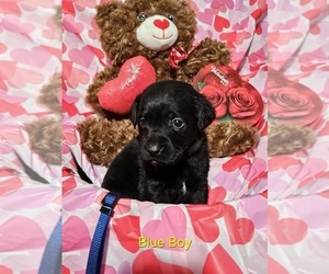 Medium Labrador Retriever