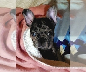 French Bulldog Puppy for sale in RAYTOWN, MO, USA