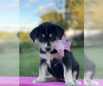 Small Photo #5 Goberian Puppy For Sale in ANTIOCH, TN, USA