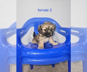 Shih Tzu Puppy for sale in DELOIT, IA, USA