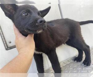 Labrador Retriever Dogs for adoption in Houston, TX, USA