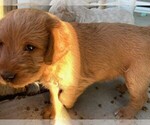 Small #10 Labradoodle