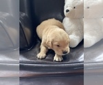 Small Photo #5 Golden Retriever Puppy For Sale in STAFFORD, VA, USA