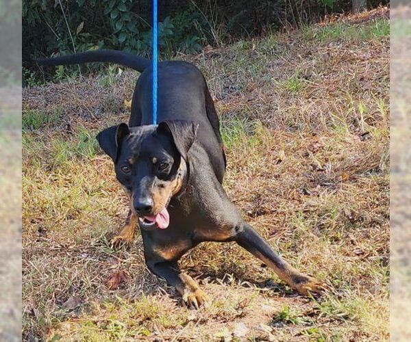 Medium Photo #3 Mutt Puppy For Sale in Wetumpka, AL, USA