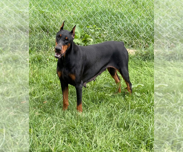 Medium Photo #6 Doberman Pinscher Puppy For Sale in WARSAW, IN, USA