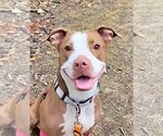 Small #1 American Pit Bull Terrier Mix