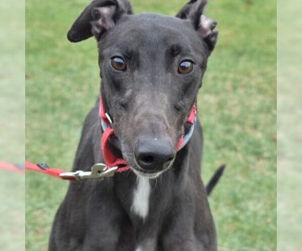 Medium Photo #1 Greyhound Puppy For Sale in Grandville, MI, USA
