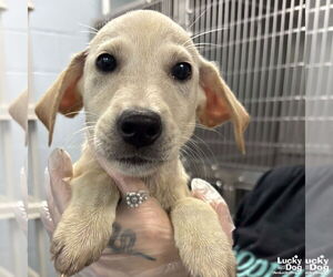 Labrador Retriever-Unknown Mix Dogs for adoption in Washington, DC, USA