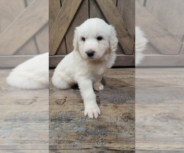 Medium Photo #7 Great Pyrenees Puppy For Sale in SHADE GAP, PA, USA