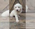 Small Photo #7 Great Pyrenees Puppy For Sale in SHADE GAP, PA, USA