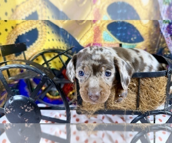 Medium Photo #5 Dachshund Puppy For Sale in CASSVILLE, MO, USA