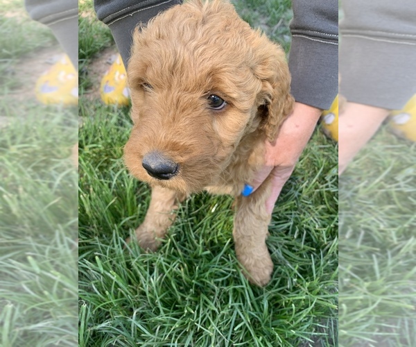 Medium Photo #1 Goldendoodle Puppy For Sale in SOUTH RANGE, WI, USA