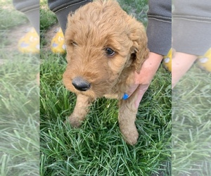 Goldendoodle Puppy for Sale in SOUTH RANGE, Wisconsin USA